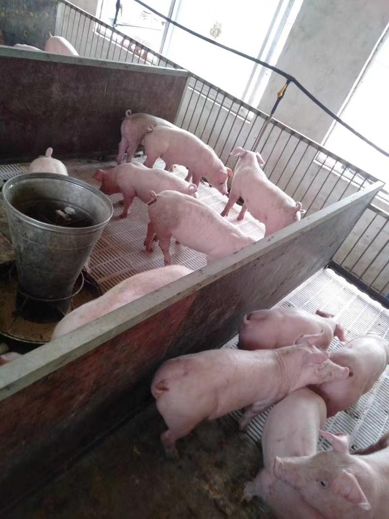 大约克仔猪价格日照临沂潍坊大约克仔猪苗猪猪崽批发基地