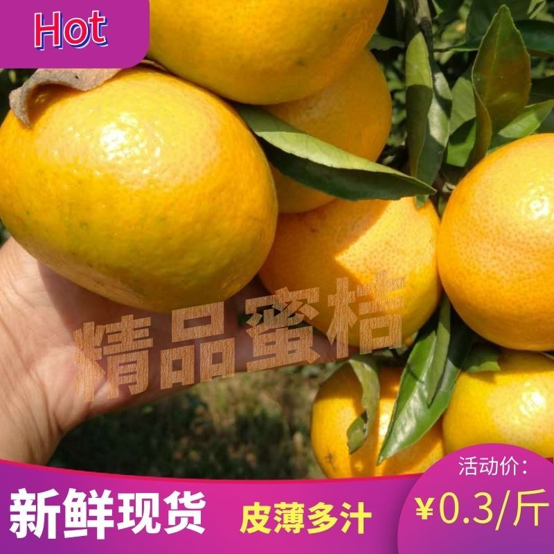 【诚信经营】云南蜜桔一手货源可视频看货采购合作共赢