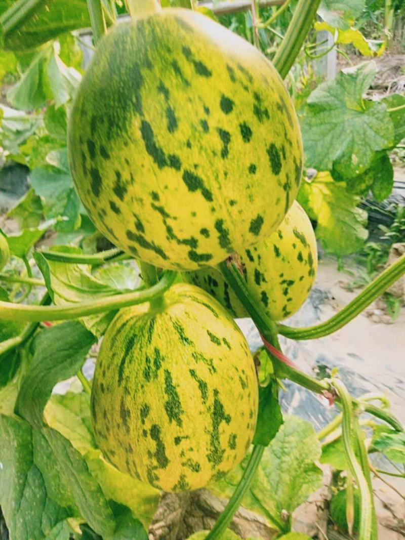 花蕾可对接商超，批发市场