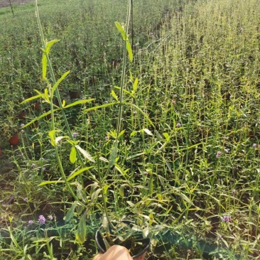 出售柳叶马鞭草，精品柳叶马鞭草杯苗，成都柳叶马鞭草