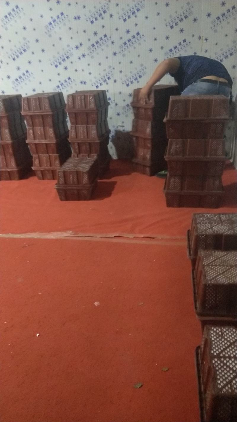 小米椒场地直发精品海椒