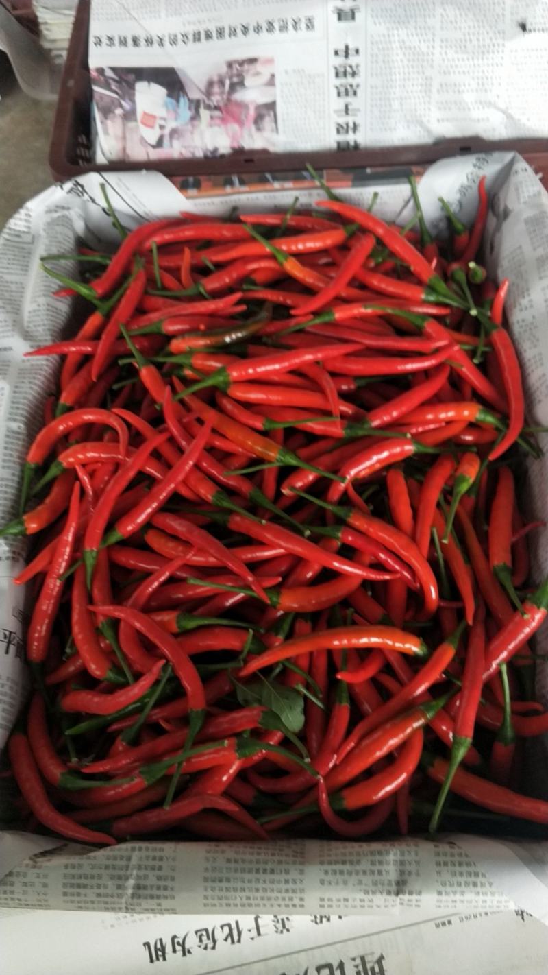 小米椒场地直发精品海椒