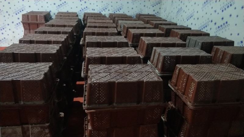 小米椒场地直发精品海椒