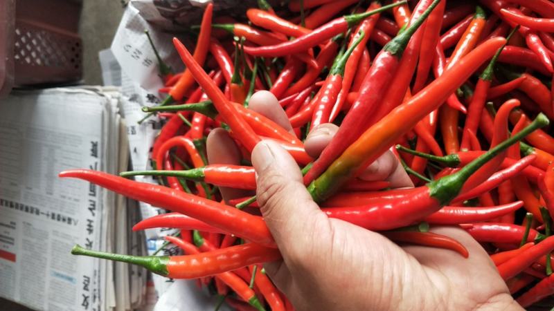 小米椒场地直发精品海椒