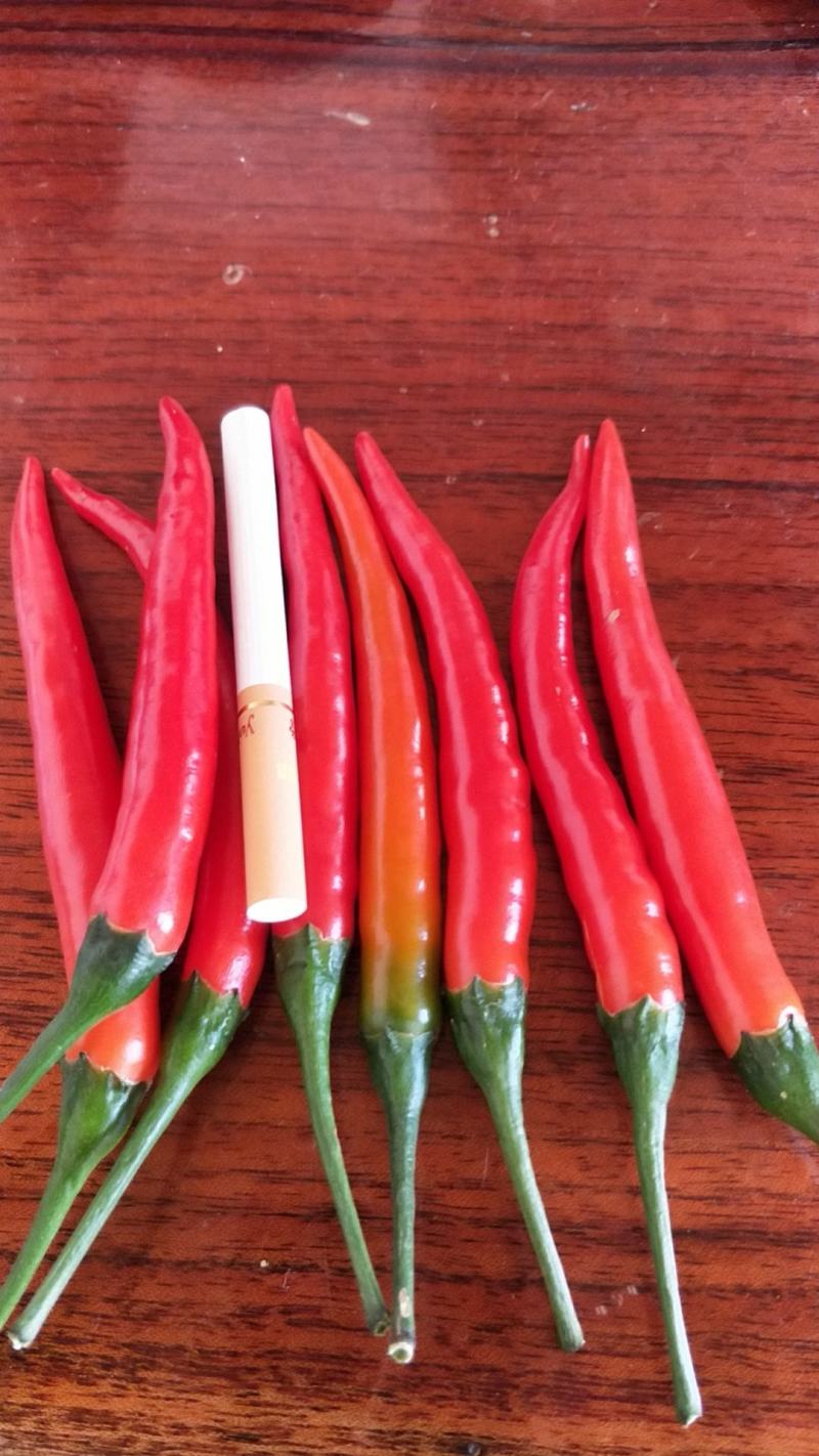 小米椒场地直发精品海椒