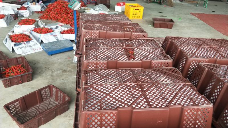 小米椒场地直发精品海椒