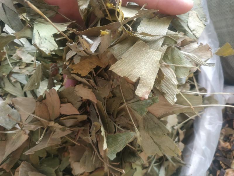 银杏叶～新货量大优惠～1公斤起售～欢迎咨询采购