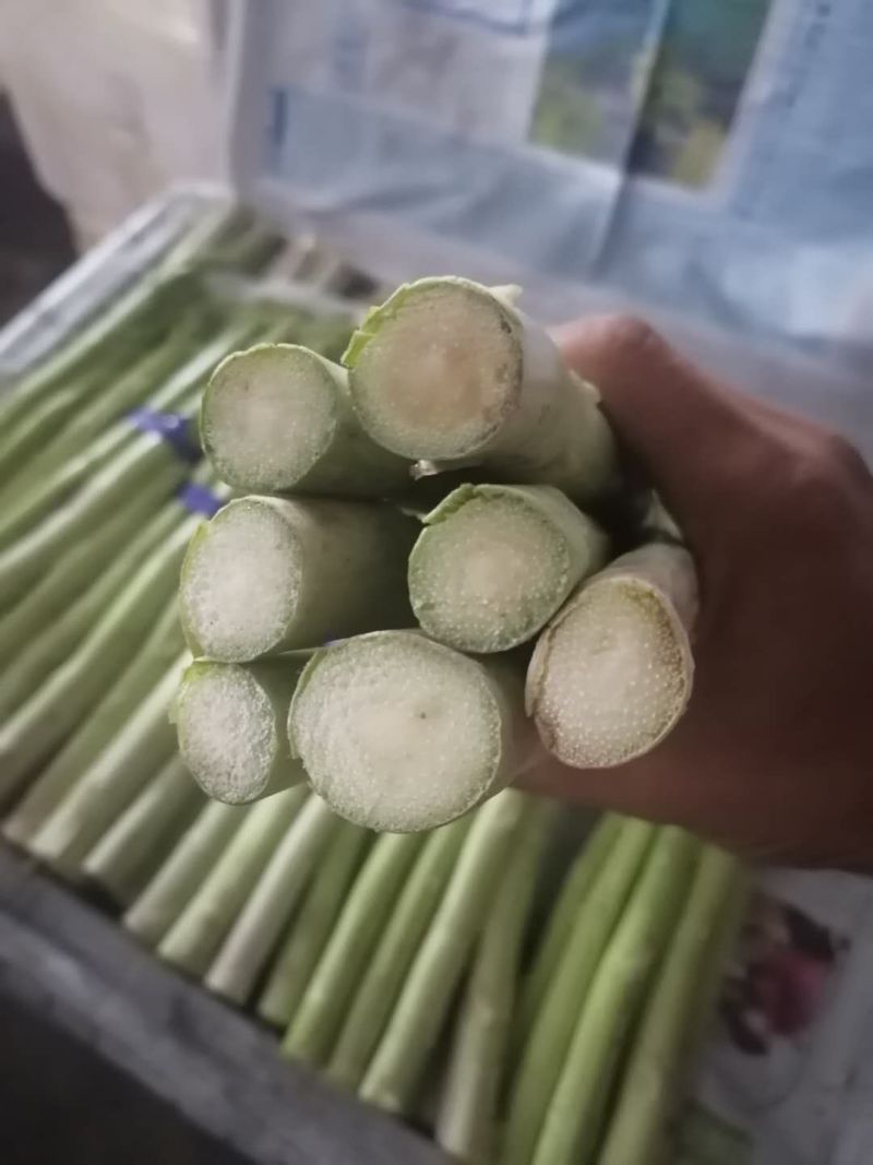 自己种植300亩有机芦笋