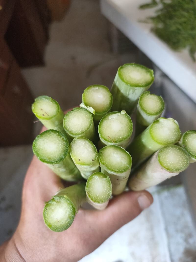 自己种植300亩有机芦笋