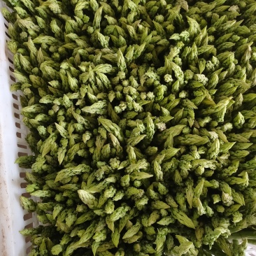 自己种植300亩有机芦笋
