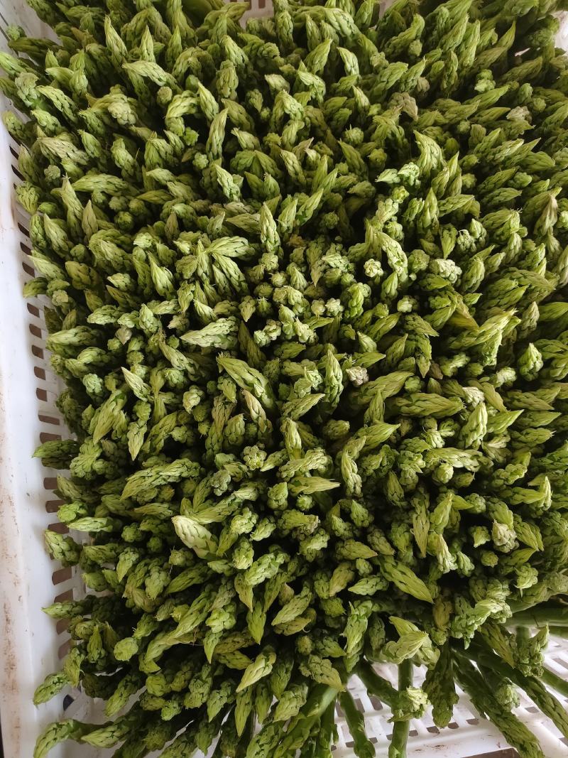 自己种植300亩有机芦笋
