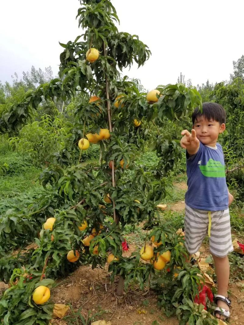 油蟠7油蟠36-5油蟠7-7早熟油蟠桃树苗