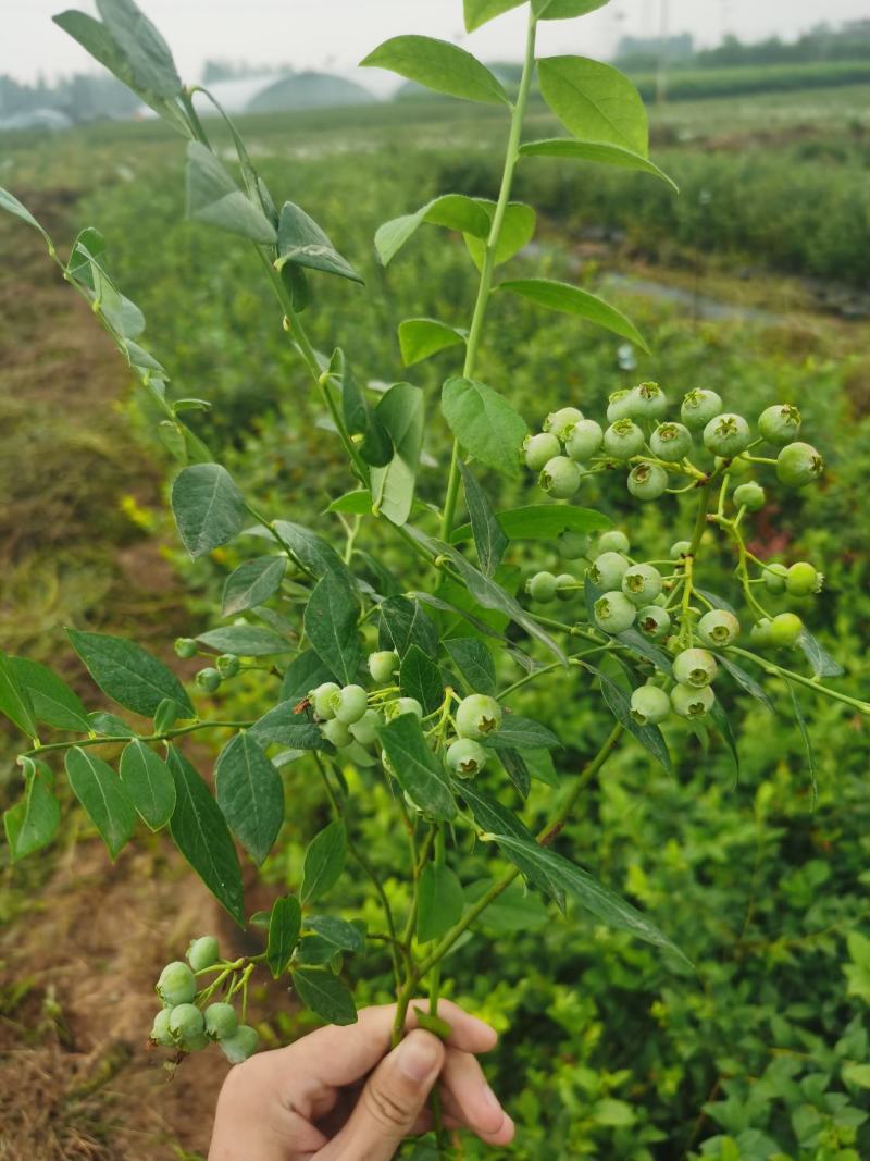 【推荐精品火苗】蓝莓苗营养杯繁育，免费提供技术