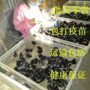 纯种汶上芦花鸡苗包成活包技术