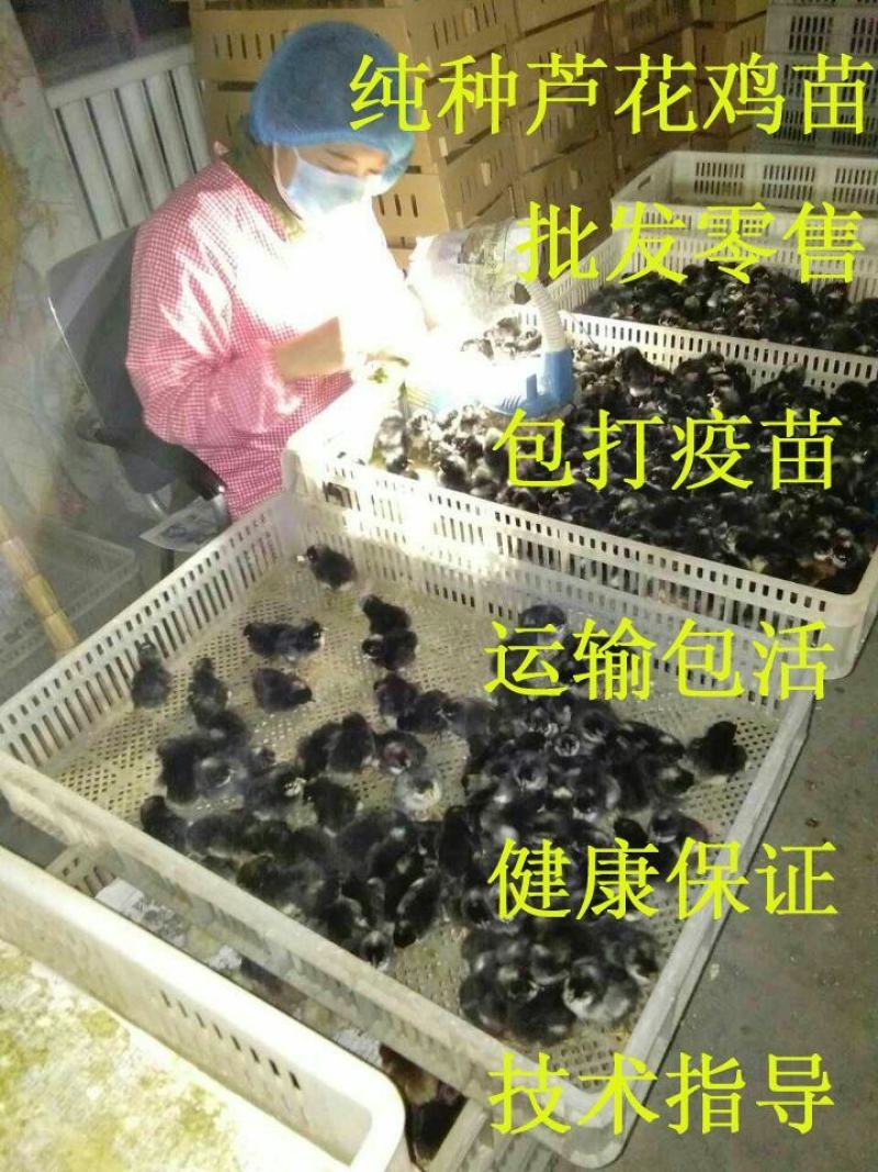 纯种汶上芦花鸡苗包成活包技术