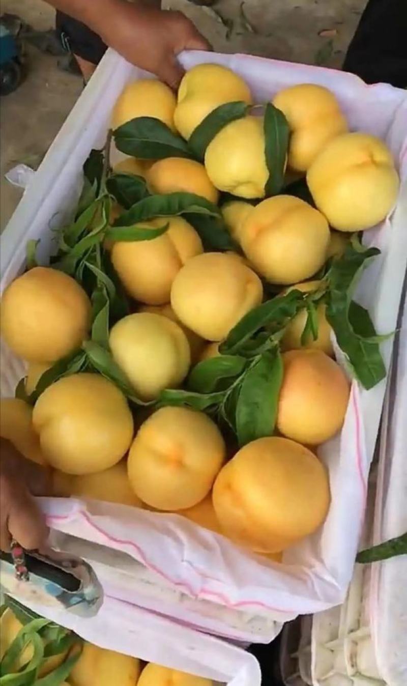 【精选】锦绣黄桃桃树苗山东桃树苗耐储存基地直销