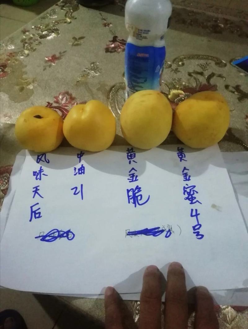 【精选】锦绣黄桃桃树苗山东桃树苗耐储存基地直销