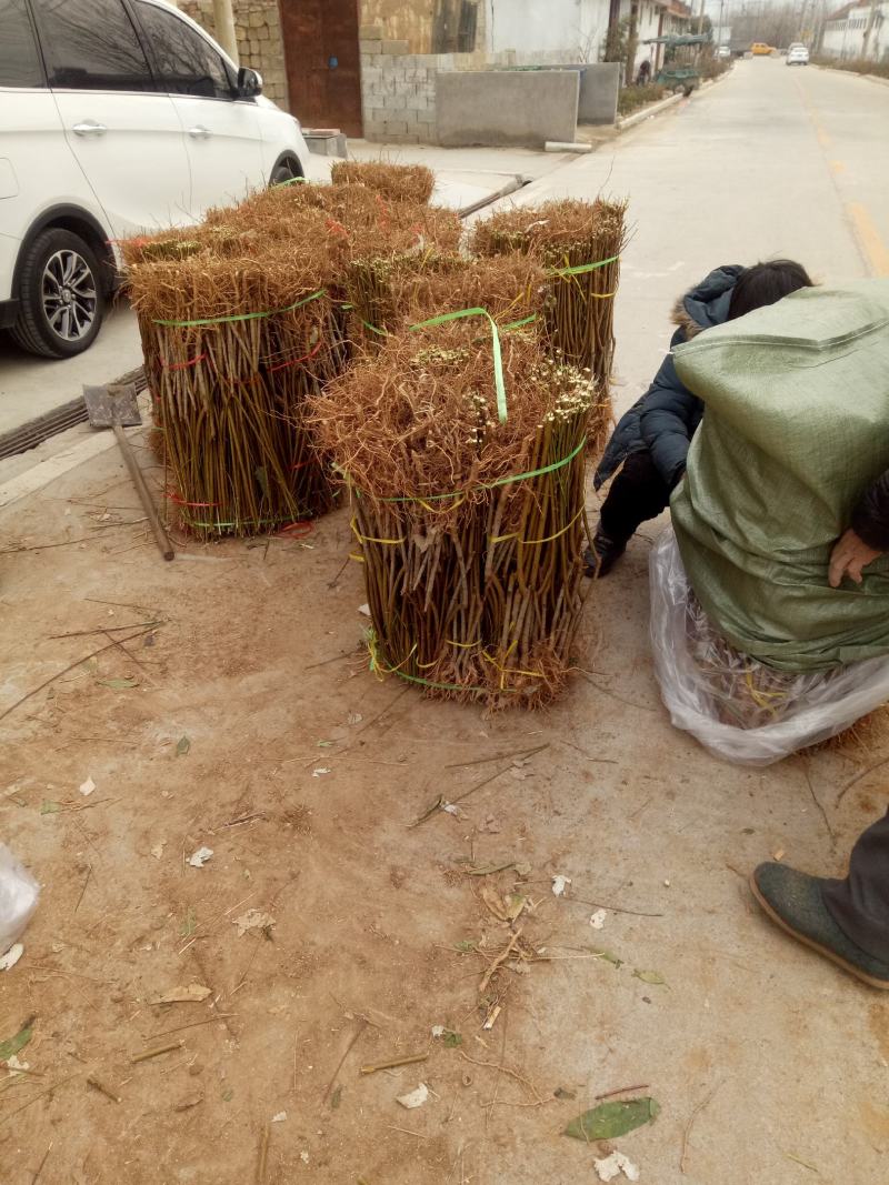 【精选】锦绣黄桃桃树苗山东桃树苗耐储存基地直销