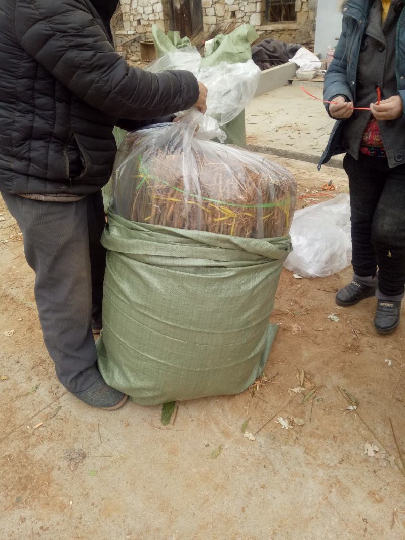 【精选】锦绣黄桃桃树苗山东桃树苗耐储存基地直销