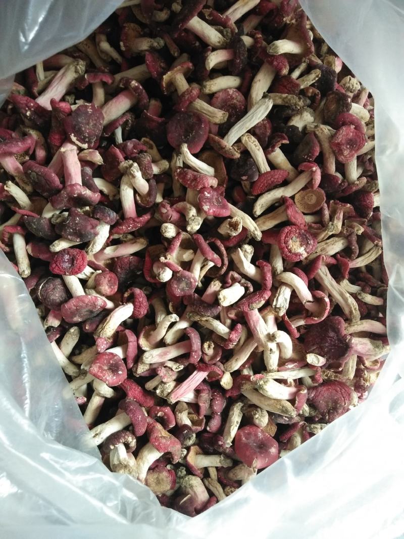 伏牛山野生红菇，青头菇，灰菇大腿菇，木灵芝等各种规格等。