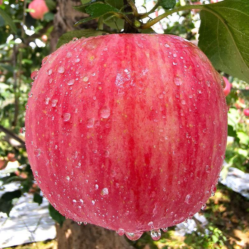 脆甜红富士苹果冰糖心新鲜水果整箱批发1不打蜡带皮包邮
