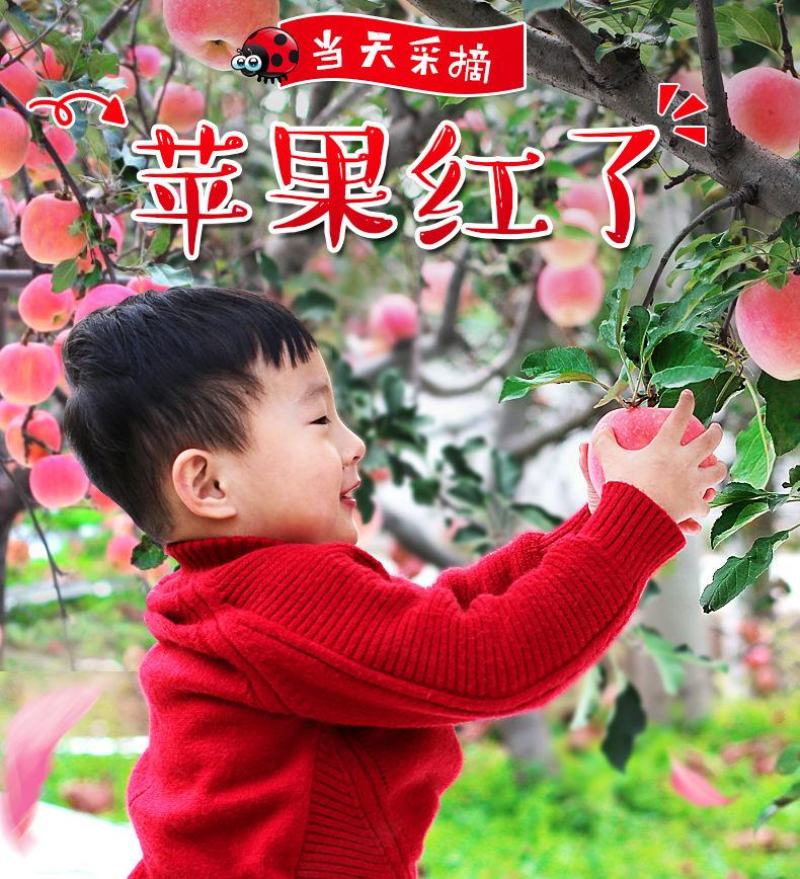 脆甜红富士苹果冰糖心新鲜水果整箱批发1不打蜡带皮包邮