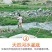 脆甜红富士苹果冰糖心新鲜水果整箱批发1不打蜡带皮包邮
