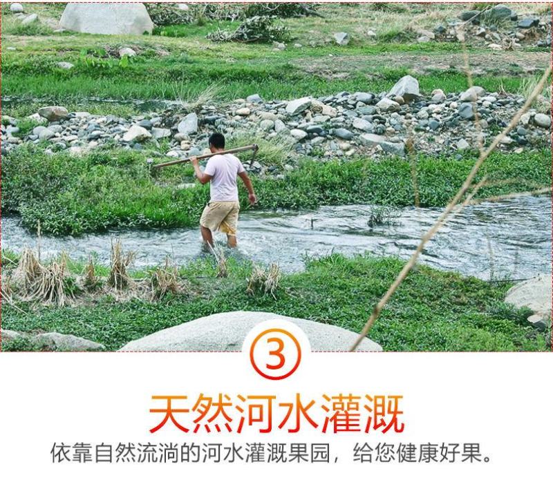 脆甜红富士苹果冰糖心新鲜水果整箱批发1不打蜡带皮包邮