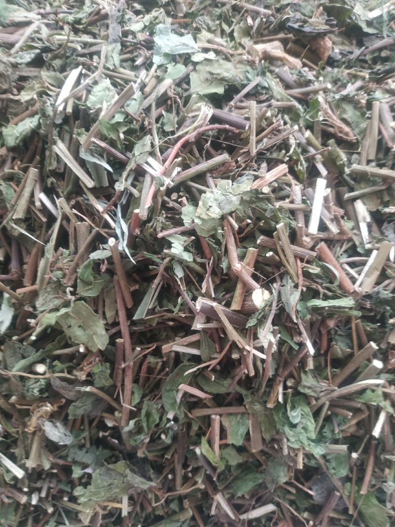 千里光～新货～药厂货～质量好，欢迎咨询采购