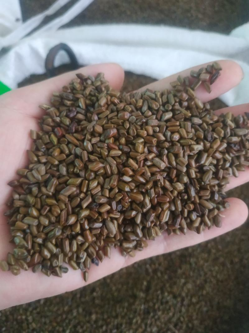 草决明～10公斤包邮～量大优惠～欢迎咨询采购
