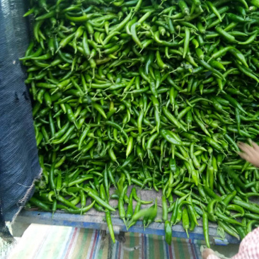 万亩辣椒青尖椒大量上市中河南产地直供全国代发