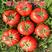 娜塔丽优质抗死棵抗叶斑大红西红柿种子番茄种子种籽