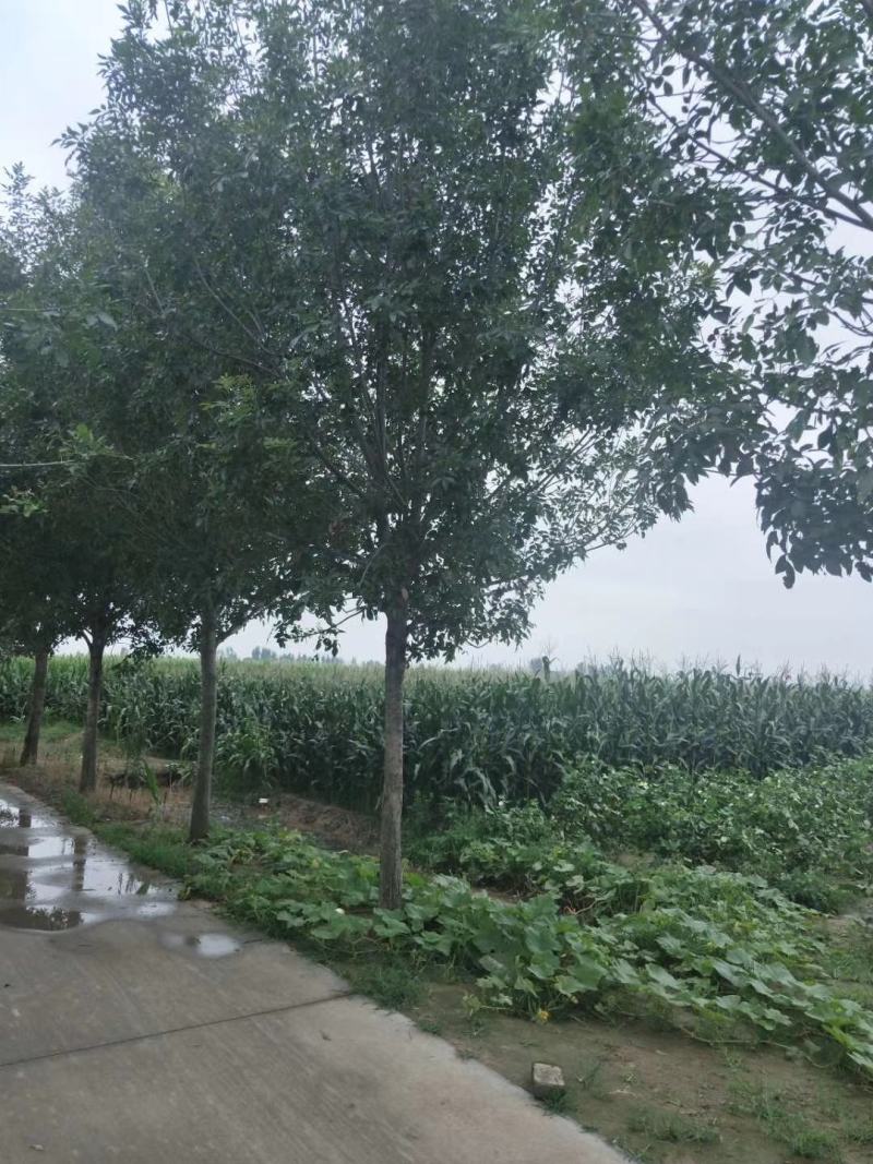 白蜡诚信经营欢迎选购
