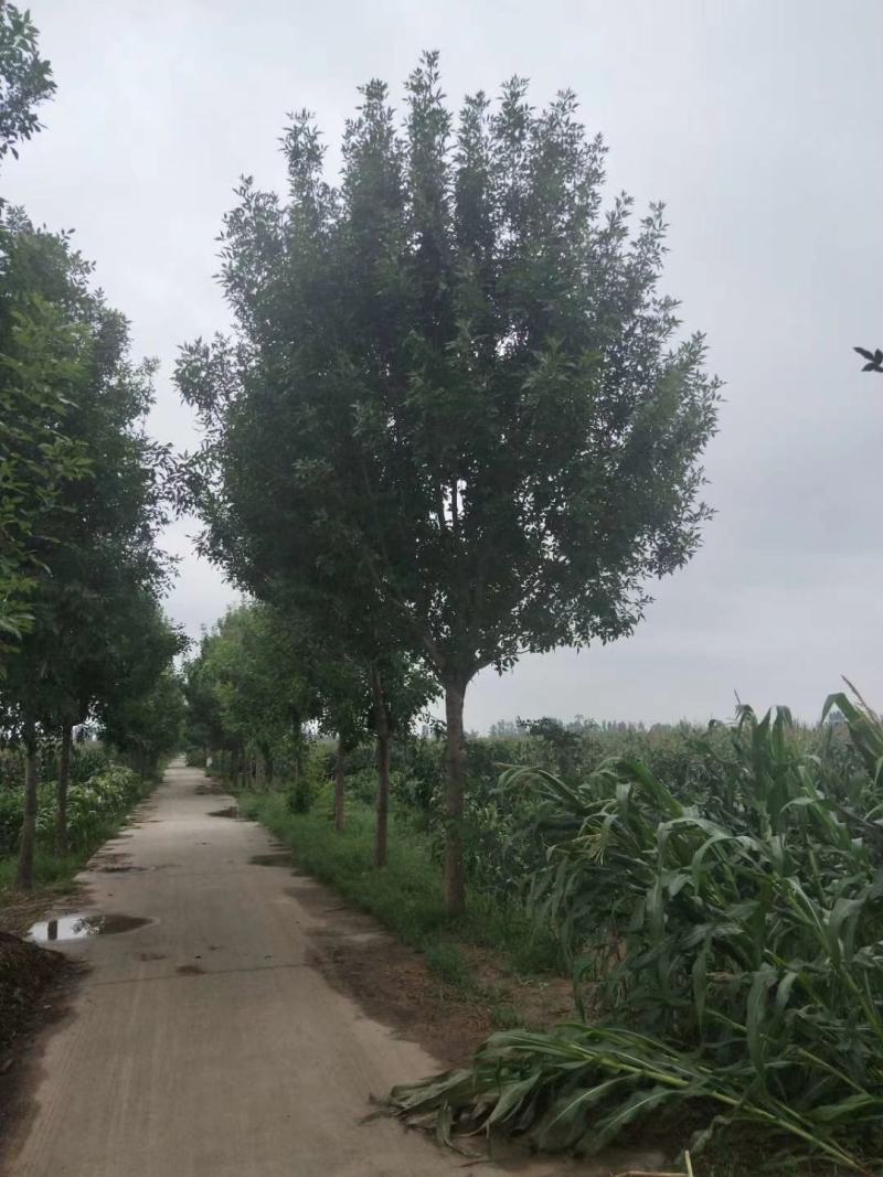 白蜡诚信经营欢迎选购