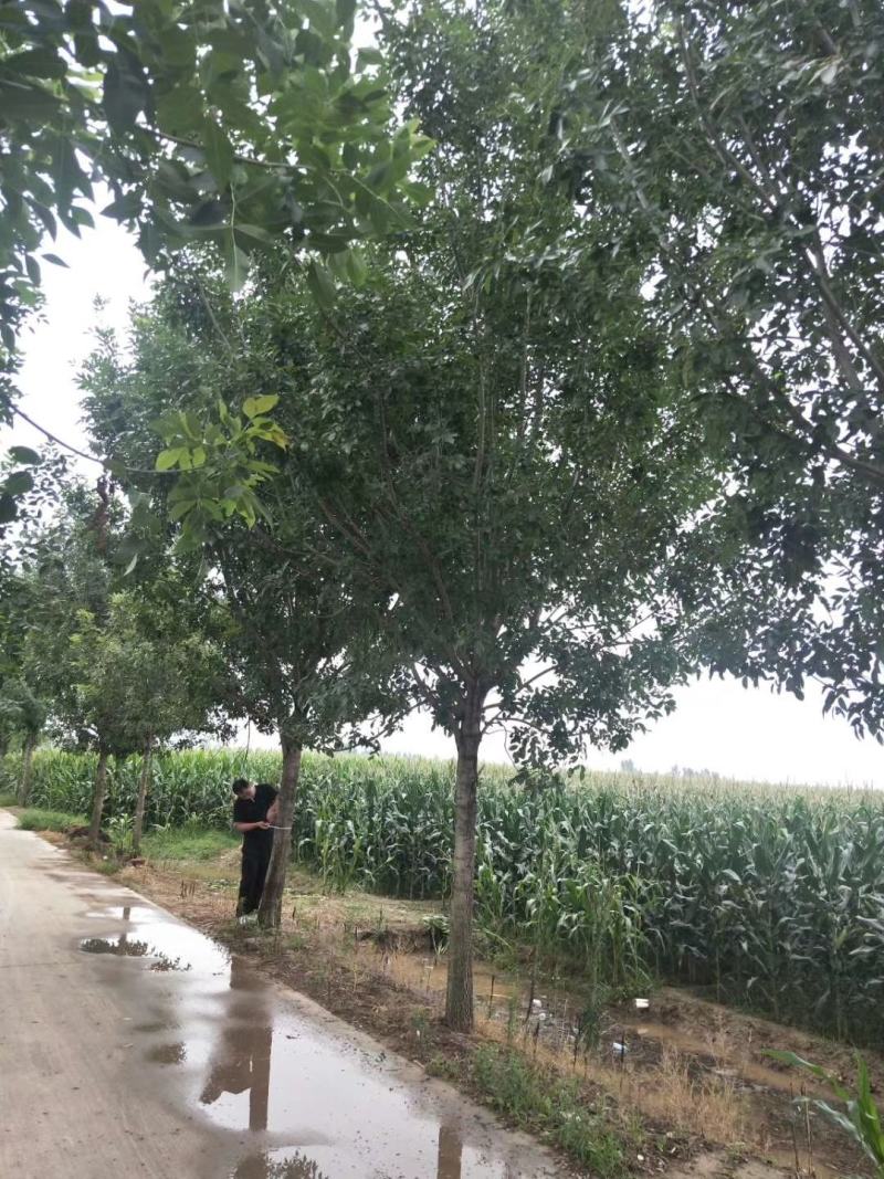 白蜡诚信经营欢迎选购
