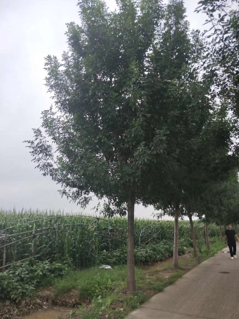 白蜡诚信经营欢迎选购