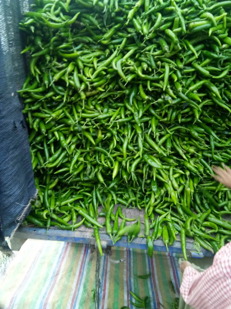 鲜辣椒河南精品辣椒品类齐全商超直采大量现货供应