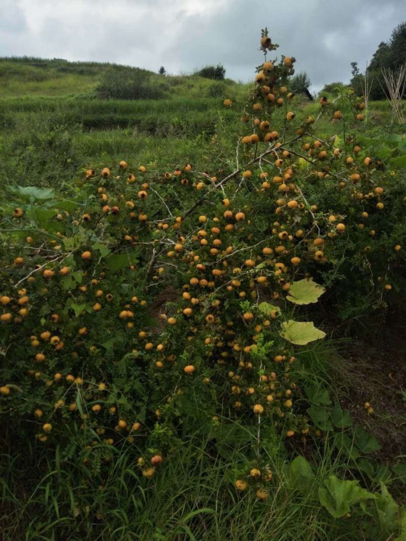 新鲜野生刺梨大量批发