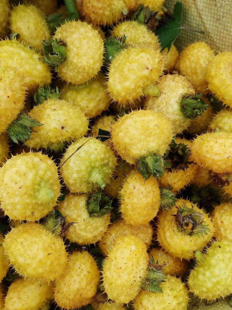 新鲜野生刺梨大量批发