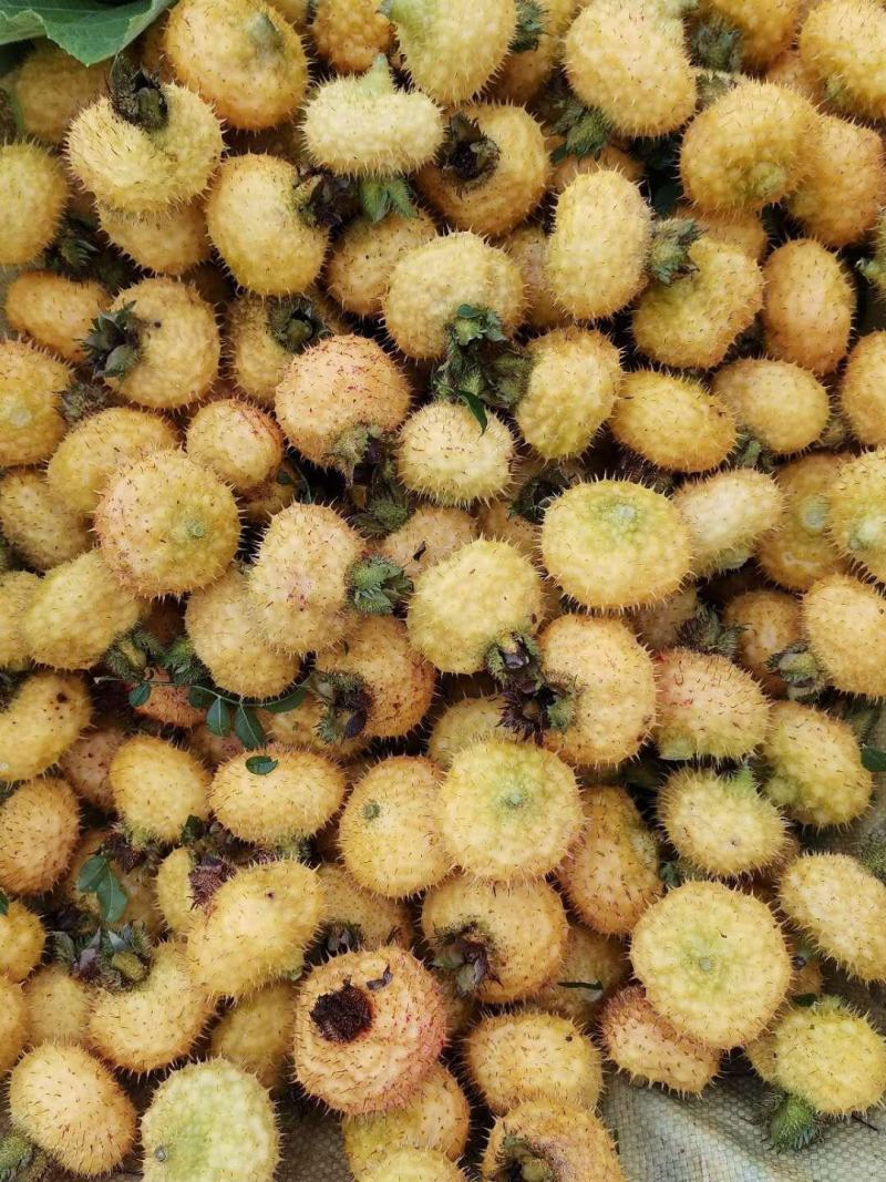 新鲜野生刺梨大量批发