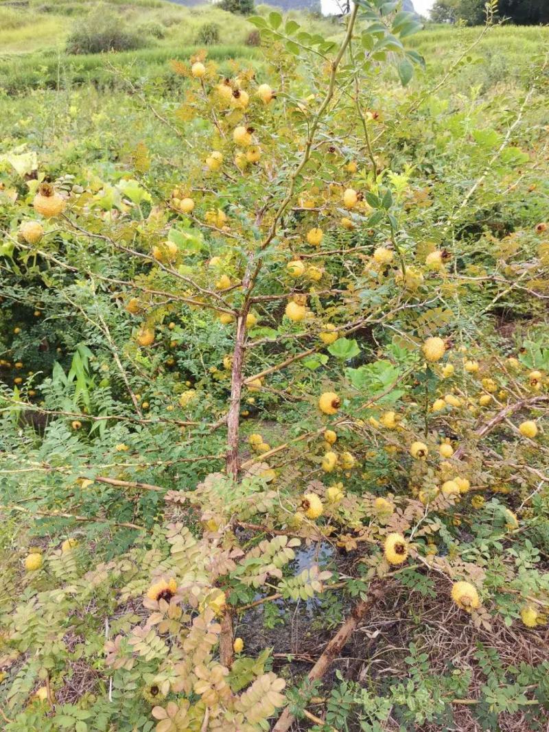 新鲜野生刺梨大量批发