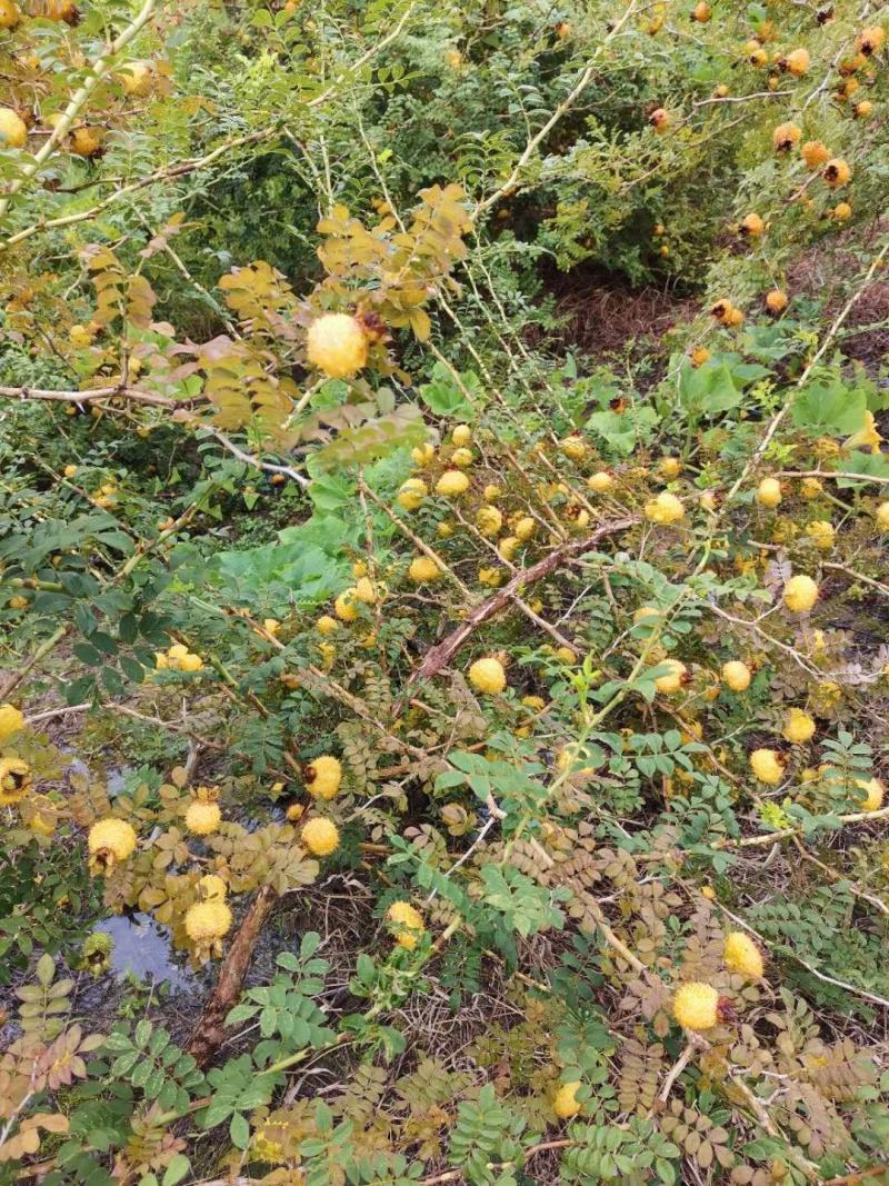 新鲜野生刺梨大量批发