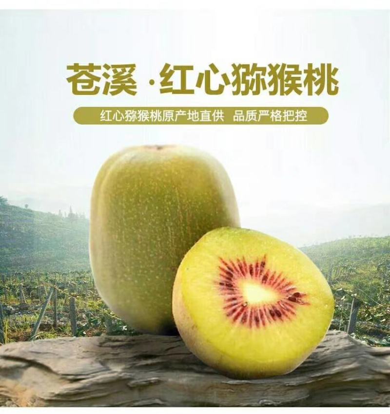 苍溪红心猕猴桃已上市，相约在九月