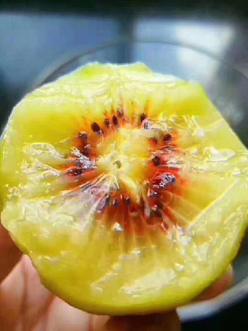 苍溪红心猕猴桃已上市，相约在九月