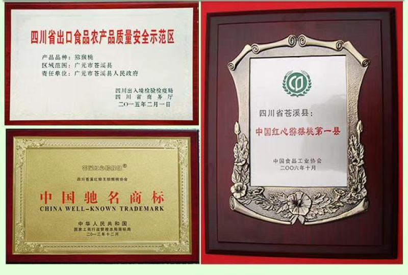苍溪红心猕猴桃已上市，相约在九月