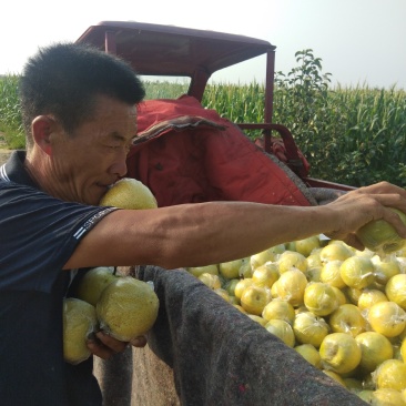 阳信大黄冠梨已经大量上市快来选购
