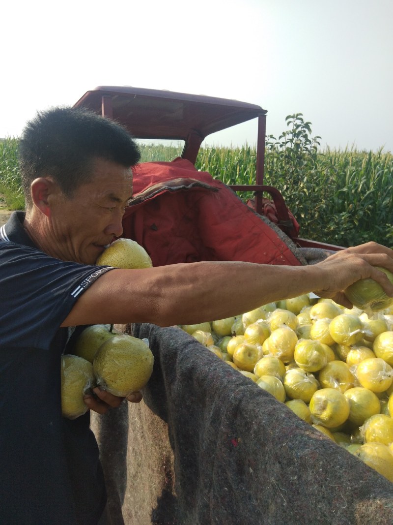 阳信大黄冠梨已经大量上市快来选购