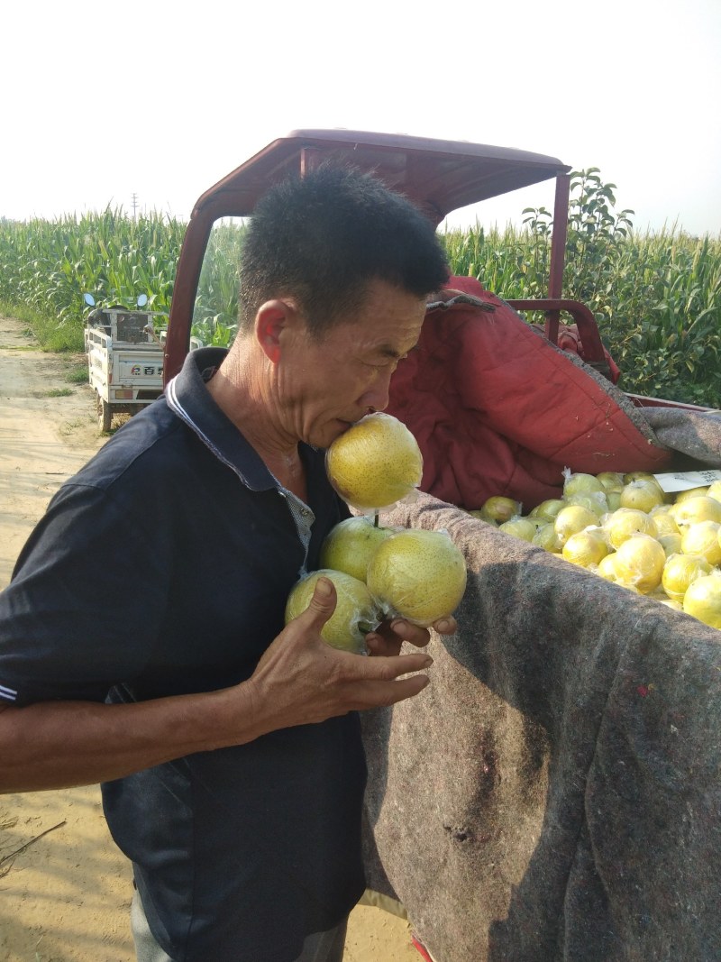 阳信大黄冠梨已经大量上市快来选购