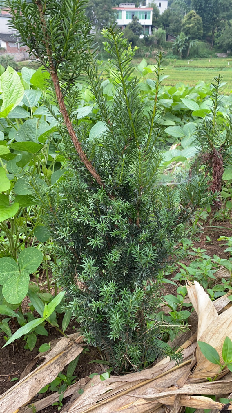 四川宜宾市筠连县曼迪亚红豆杉各种规格苗出售