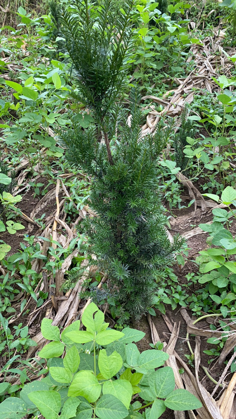 四川宜宾市筠连县曼迪亚红豆杉各种规格苗出售